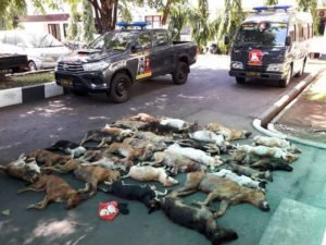 Barang bukti 29 ekor anjing yang telah mati diamankan Tim Manguni Ditreskrimum Polda Sulut